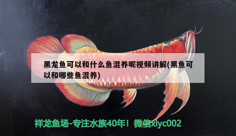 黑龍魚(yú)可以和什么魚(yú)混養(yǎng)呢視頻講解(黑魚(yú)可以和哪些魚(yú)混養(yǎng))