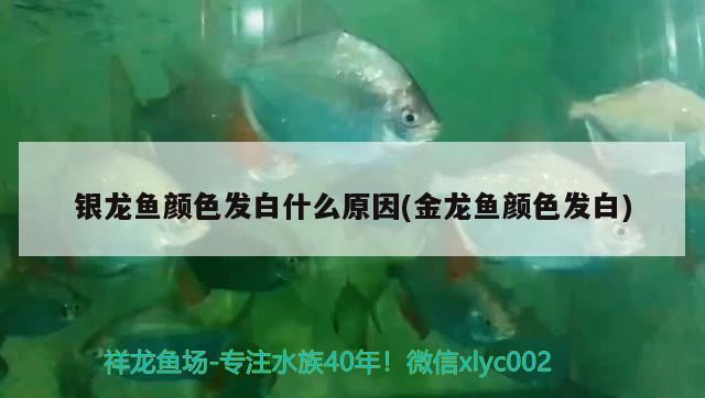 銀龍魚顏色發(fā)白什么原因(金龍魚顏色發(fā)白) 銀龍魚百科