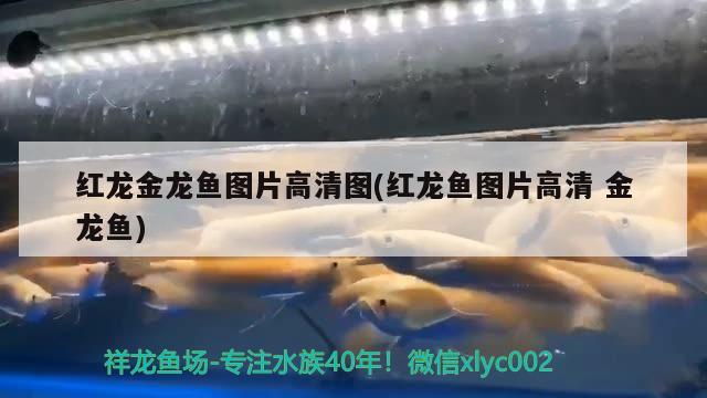 養(yǎng)銀龍魚需要準備什么東西（養(yǎng)銀龍需要魚缸里面的什么設備） 粗線銀版魚