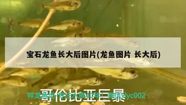 寶石龍魚長(zhǎng)大后圖片(龍魚圖片長(zhǎng)大后)