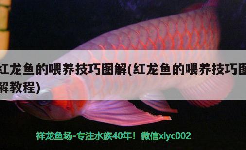 紅龍魚的喂養(yǎng)技巧圖解(紅龍魚的喂養(yǎng)技巧圖解教程)