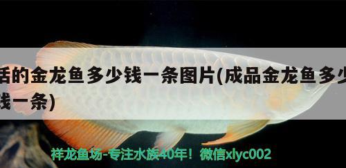 活的金龍魚多少錢一條圖片(成品金龍魚多少錢一條) 黃金河虎魚