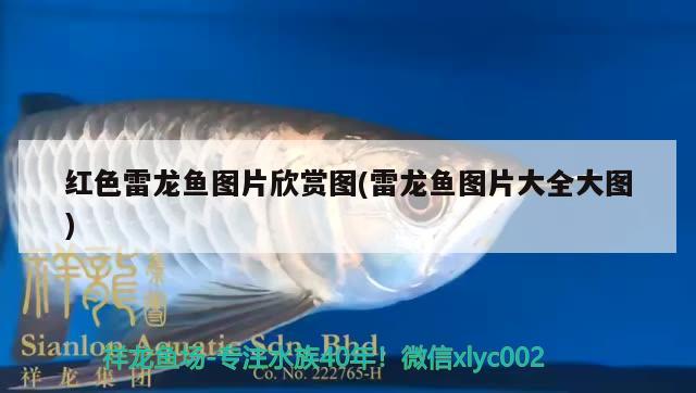 紅色雷龍魚圖片欣賞圖(雷龍魚圖片大全大圖) 廣州水族批發(fā)市場