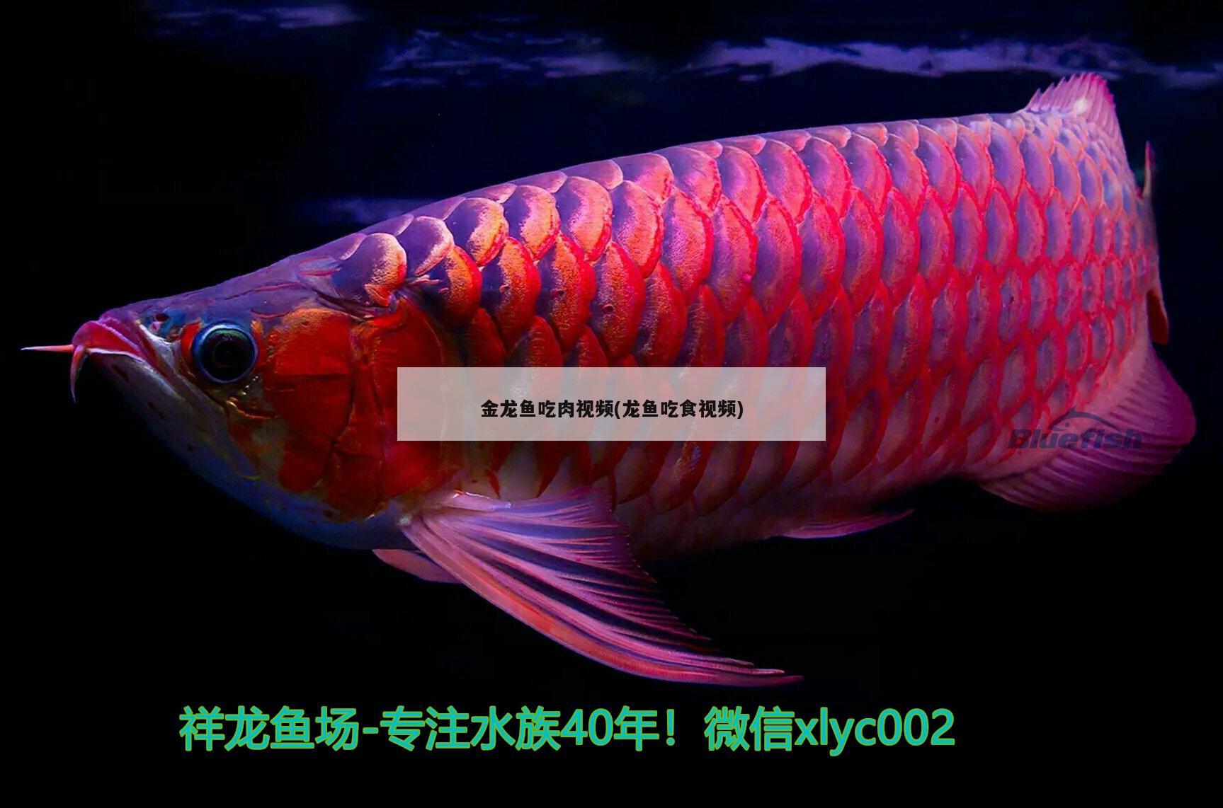 寧德觀賞魚市場養(yǎng)魚這個事