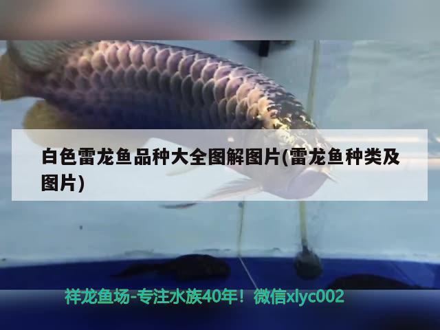 白色雷龍魚品種大全圖解圖片(雷龍魚種類及圖片)