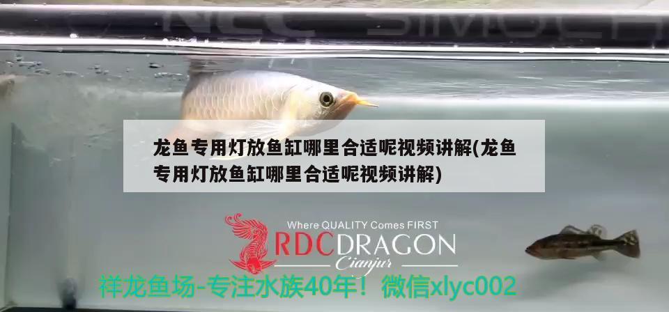 龍魚專用燈放魚缸哪里合適呢視頻講解(龍魚專用燈放魚缸哪里合適呢視頻講解) 肥料