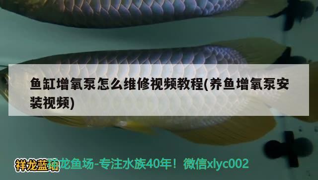 魚缸增氧泵怎么維修視頻教程(養(yǎng)魚增氧泵安裝視頻)