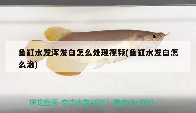 魚缸水發(fā)渾發(fā)白怎么處理視頻(魚缸水發(fā)白怎么治) 夢幻雷龍魚