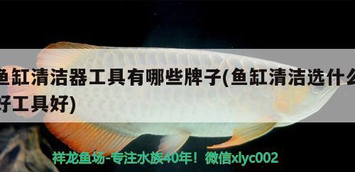 哪種恐龍魚(yú)長(zhǎng)得快又大又好看？，0/2下一頁(yè)九角龍魚(yú)和雷龍魚(yú)哪種恐龍魚(yú)好看