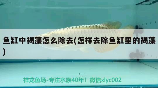 魚缸中褐藻怎么除去(怎樣去除魚缸里的褐藻)