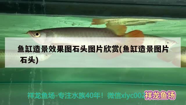 魚(yú)缸造景效果圖石頭圖片欣賞(魚(yú)缸造景圖片石頭) 廣州龍魚(yú)批發(fā)市場(chǎng)