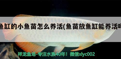 魚缸的小魚苗怎么養(yǎng)活(魚苗放魚缸能養(yǎng)活嗎) 狗仔招財貓魚