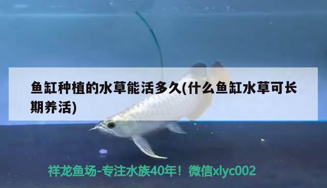 魚(yú)缸種植的水草能活多久(什么魚(yú)缸水草可長(zhǎng)期養(yǎng)活) 水草