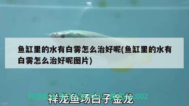 魚(yú)缸里的水有白霧怎么治好呢(魚(yú)缸里的水有白霧怎么治好呢圖片) 斯維尼關(guān)刀魚(yú)