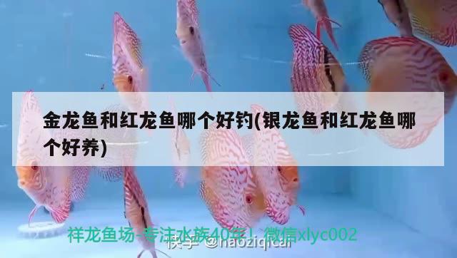 金龍魚和紅龍魚哪個好釣(銀龍魚和紅龍魚哪個好養(yǎng))