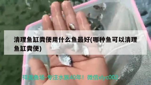 清理魚缸糞便用什么魚最好(哪種魚可以清理魚缸糞便) 巴西亞魚