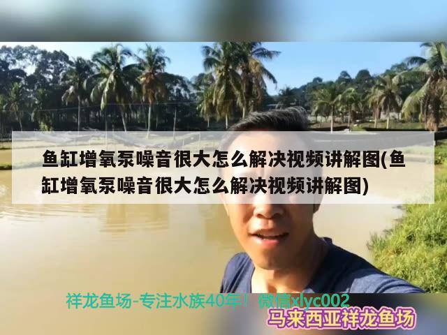 魚缸增氧泵噪音很大怎么解決視頻講解圖(魚缸增氧泵噪音很大怎么解決視頻講解圖) 斑馬狗頭魚 第2張