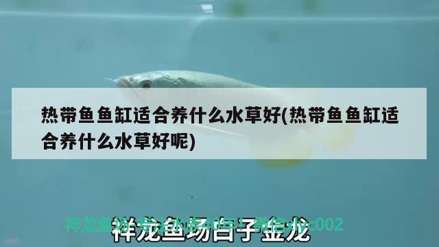 熱帶魚魚缸適合養(yǎng)什么水草好(熱帶魚魚缸適合養(yǎng)什么水草好呢) 水草