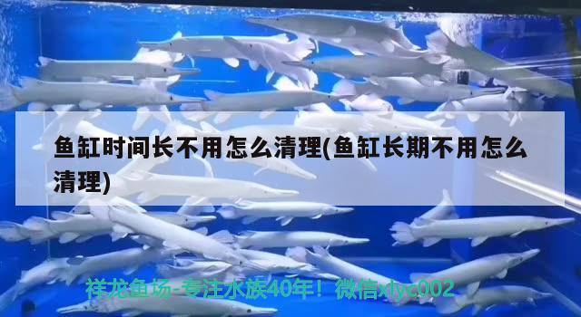 魚缸時(shí)間長不用怎么清理(魚缸長期不用怎么清理) 狗頭魚