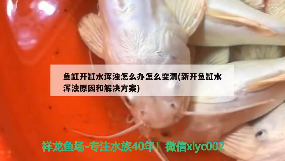 魚缸開缸水渾濁怎么辦怎么變清(新開魚缸水渾濁原因和解決方案)