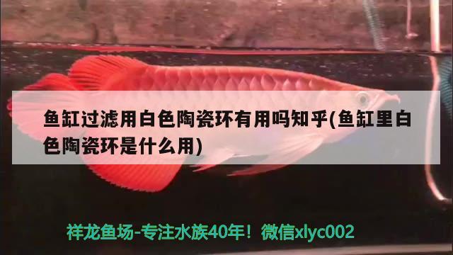 魚缸過濾用白色陶瓷環(huán)有用嗎知乎(魚缸里白色陶瓷環(huán)是什么用)