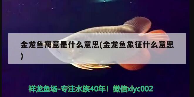 金龍魚寓意是什么意思(金龍魚象征什么意思)