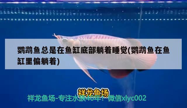 六角龍魚養(yǎng)100年的照片(養(yǎng)6角龍魚好嗎) 黑帝王魟魚