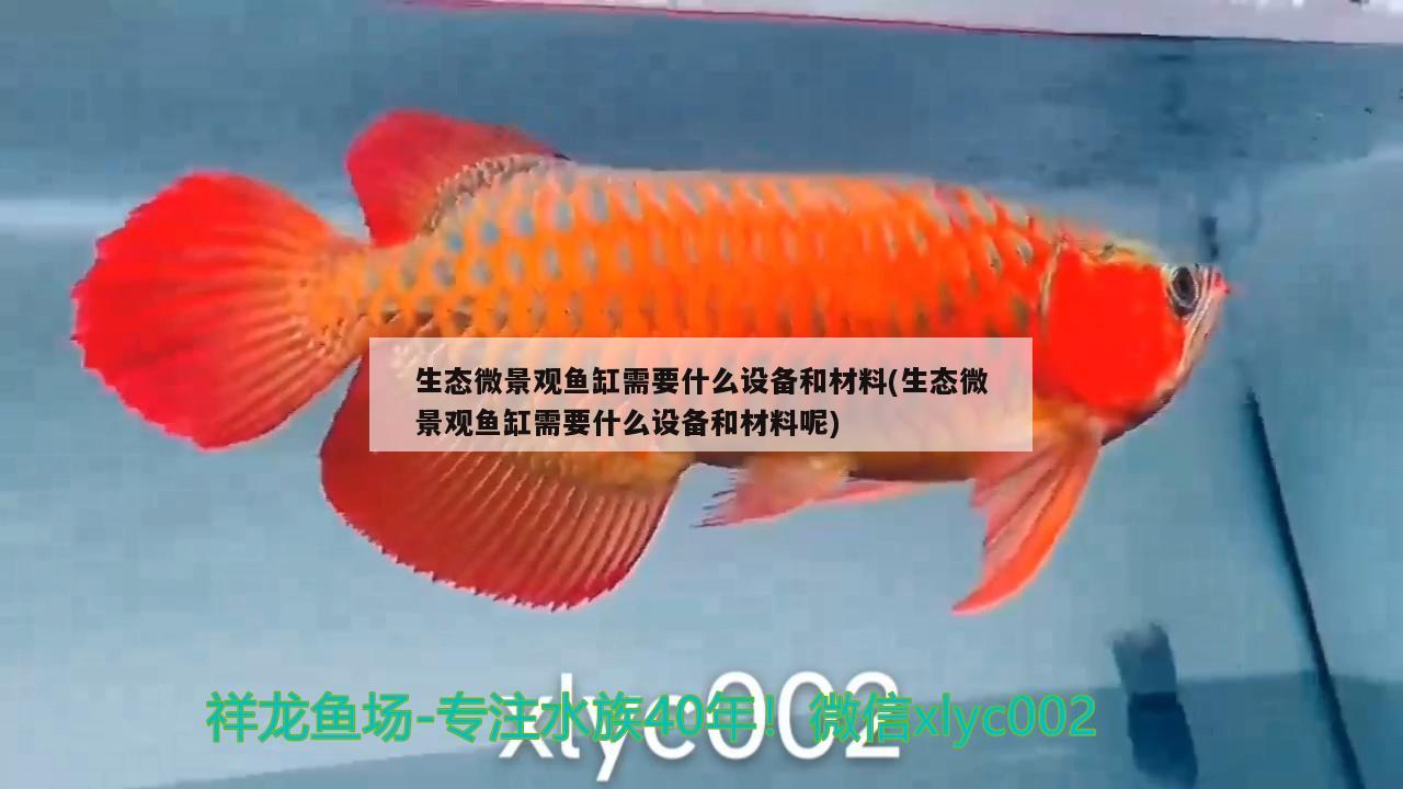 生態(tài)微景觀魚缸需要什么設(shè)備和材料(生態(tài)微景觀魚缸需要什么設(shè)備和材料呢)