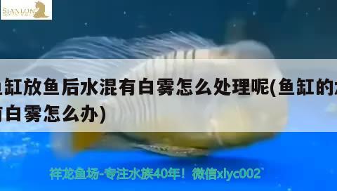 魚缸放魚后水混有白霧怎么處理呢(魚缸的水有白霧怎么辦) 羽毛刀魚苗