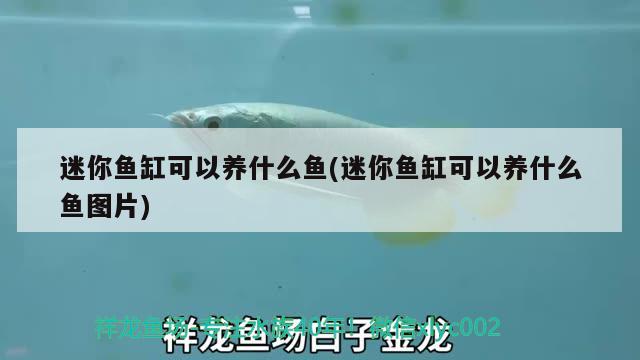 迷你魚(yú)缸可以養(yǎng)什么魚(yú)(迷你魚(yú)缸可以養(yǎng)什么魚(yú)圖片)