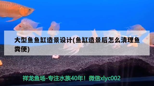 大型魚魚缸造景設計(魚缸造景后怎么清理魚糞便) 紅頭利魚