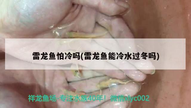 雷龍魚怕冷嗎(雷龍魚能冷水過冬嗎) 馬拉莫寶石魚苗