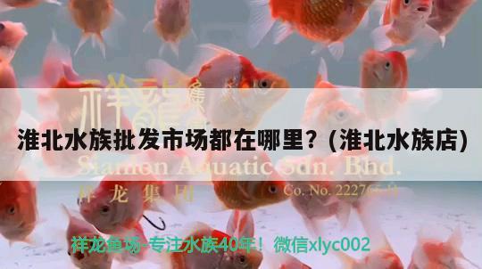 淮北水族批發(fā)市場都在哪里？(淮北水族店) 觀賞魚水族批發(fā)市場