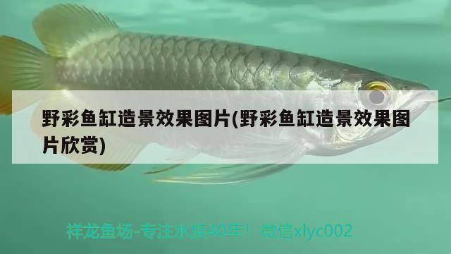 野彩魚缸造景效果圖片(野彩魚缸造景效果圖片欣賞)