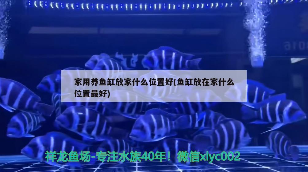 家用養(yǎng)魚(yú)缸放家什么位置好(魚(yú)缸放在家什么位置最好) 夢(mèng)幻雷龍魚(yú)