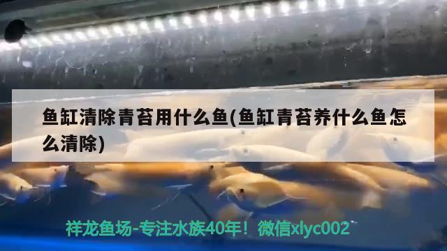 魚缸清除青苔用什么魚(魚缸青苔養(yǎng)什么魚怎么清除) 觀賞魚飼料