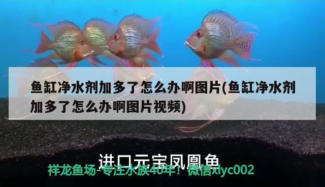 魚缸凈水劑加多了怎么辦啊圖片(魚缸凈水劑加多了怎么辦啊圖片視頻)