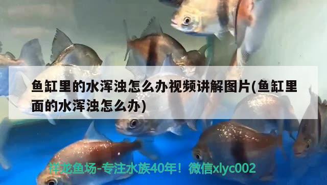 魚缸里的水渾濁怎么辦視頻講解圖片(魚缸里面的水渾濁怎么辦)