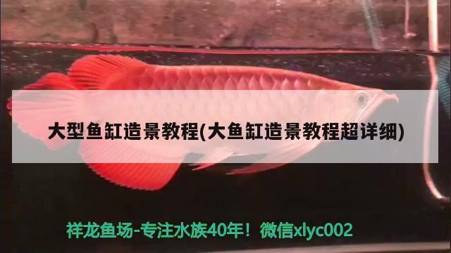 大型魚缸造景教程(大魚缸造景教程超詳細(xì)) 元寶鳳凰魚