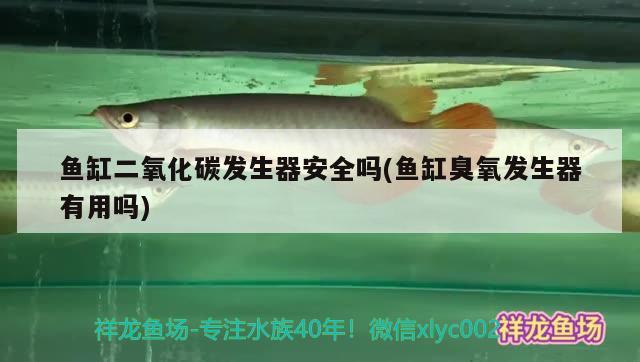 魚缸二氧化碳發(fā)生器安全嗎(魚缸臭氧發(fā)生器有用嗎)