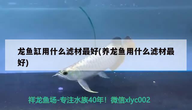 龍魚缸用什么濾材最好(養(yǎng)龍魚用什么濾材最好)