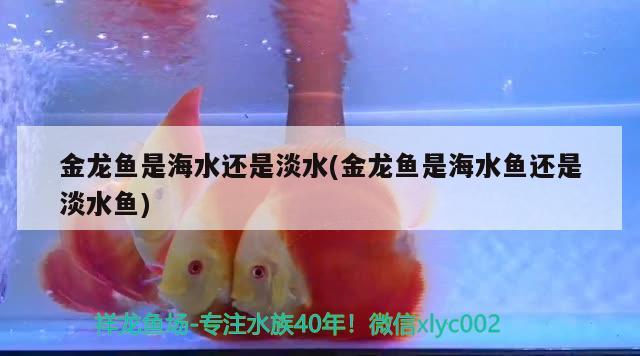 金龍魚是海水還是淡水(金龍魚是海水魚還是淡水魚)