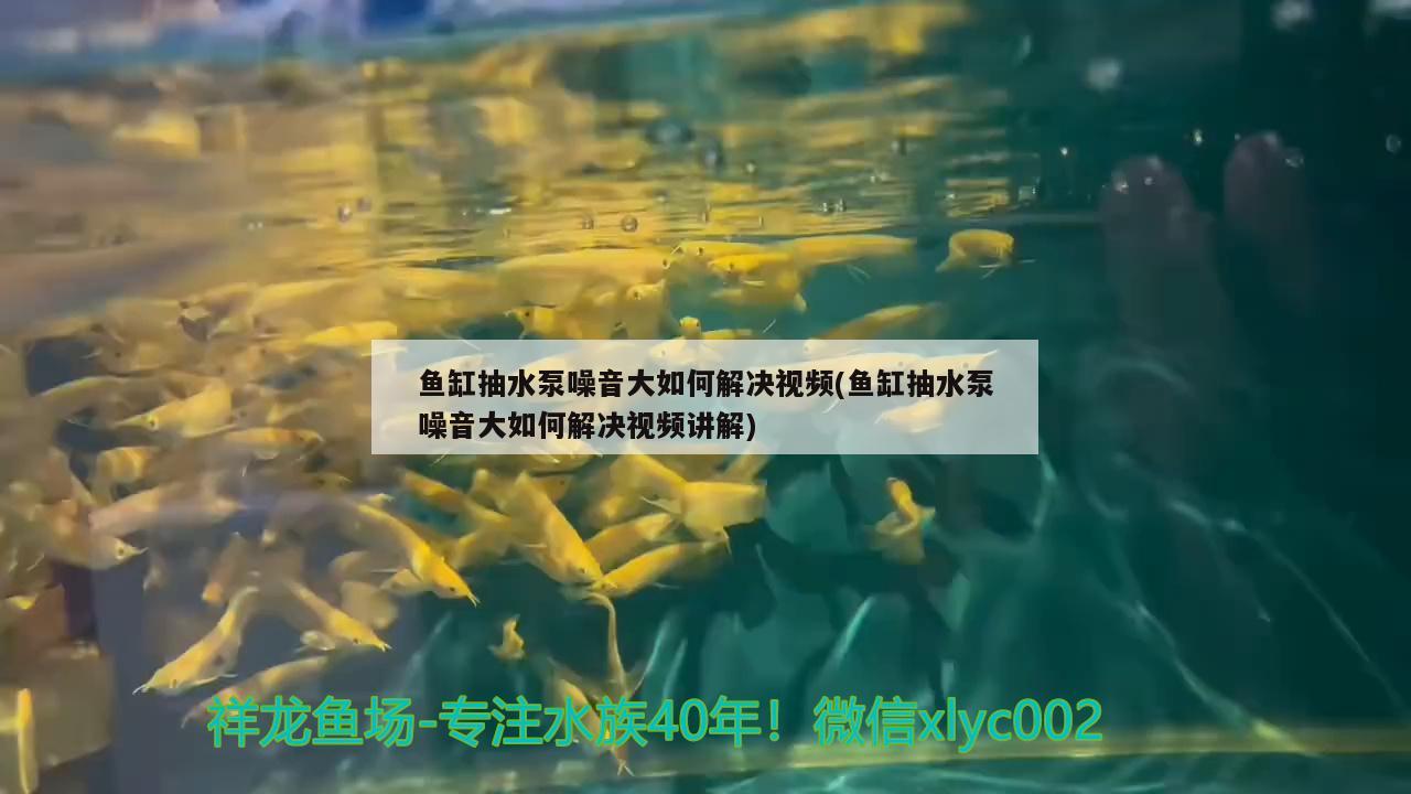 魚(yú)缸抽水泵噪音大如何解決視頻(魚(yú)缸抽水泵噪音大如何解決視頻講解)