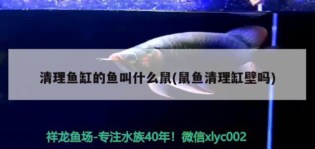 清理魚缸的魚叫什么鼠(鼠魚清理缸壁嗎) 銀龍魚苗