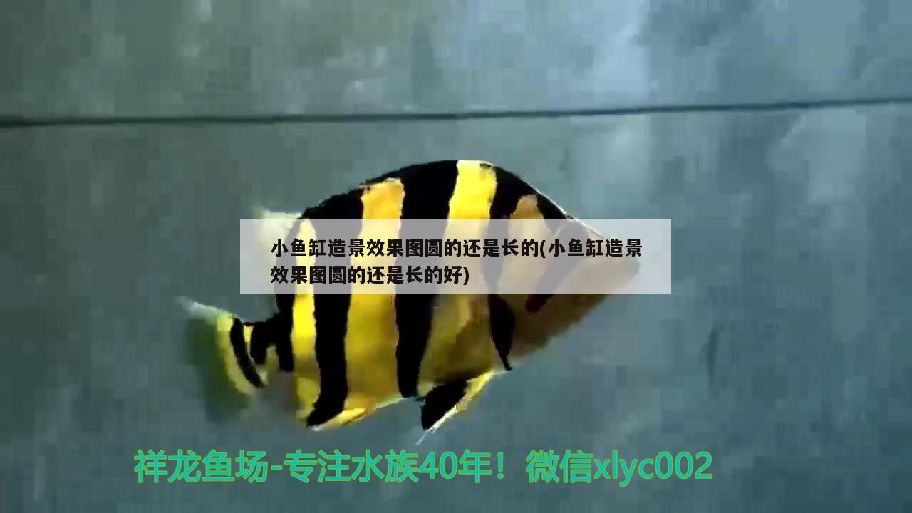 小魚缸造景效果圖圓的還是長的(小魚缸造景效果圖圓的還是長的好)