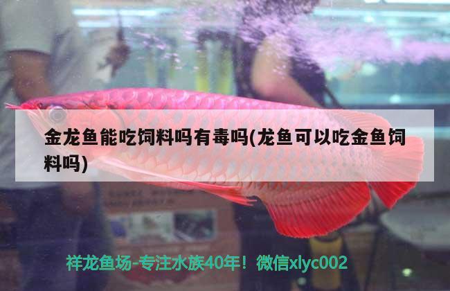 金龍魚能吃飼料嗎有毒嗎(龍魚可以吃金魚飼料嗎) 黑水素