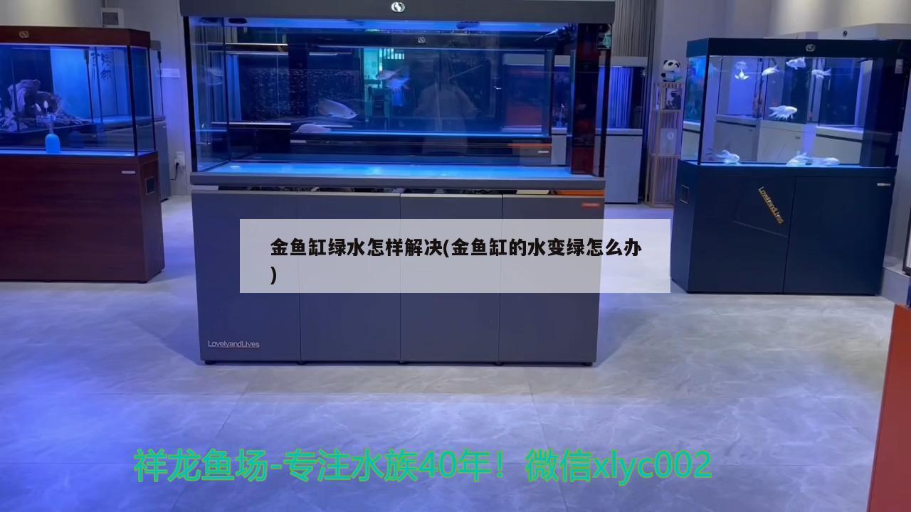 金魚缸綠水怎樣解決(金魚缸的水變綠怎么辦) 廣州龍魚批發(fā)市場