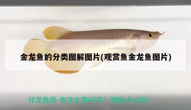 金龍魚(yú)的分類(lèi)圖解圖片(觀賞魚(yú)金龍魚(yú)圖片) 肺魚(yú)