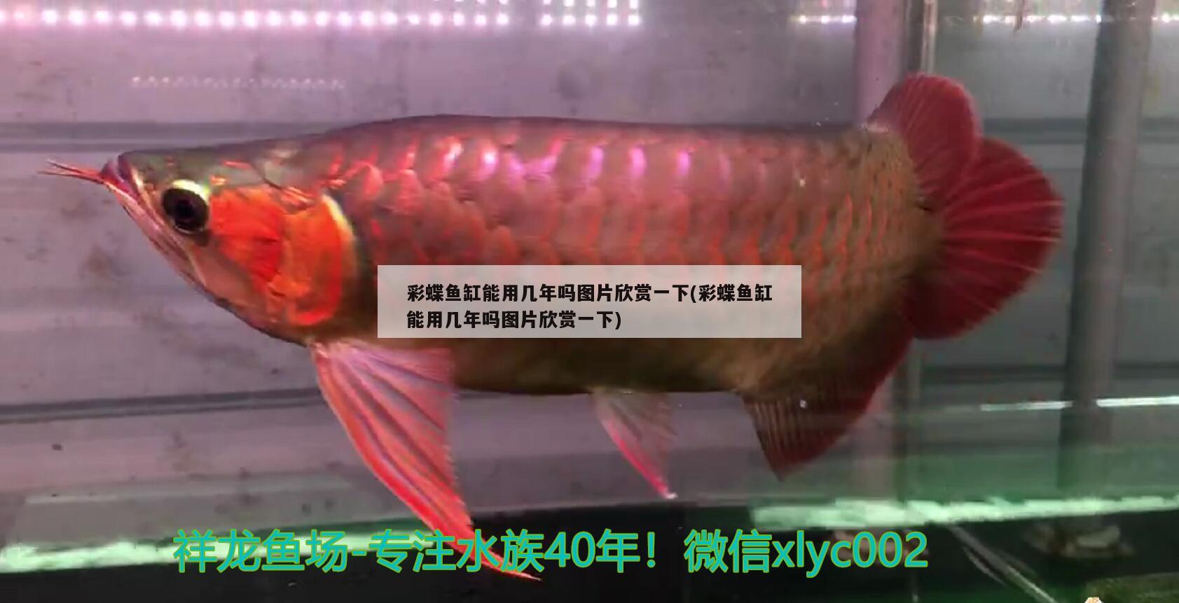 兩條紅龍魚(yú)混養(yǎng)打到什么時(shí)候才能結(jié)束(3條紅龍魚(yú)一起養(yǎng)打架嗎) 黑桃A魚(yú)苗