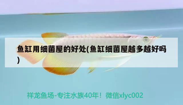 慈鯛藍(lán)色，三湖慈鯛魚